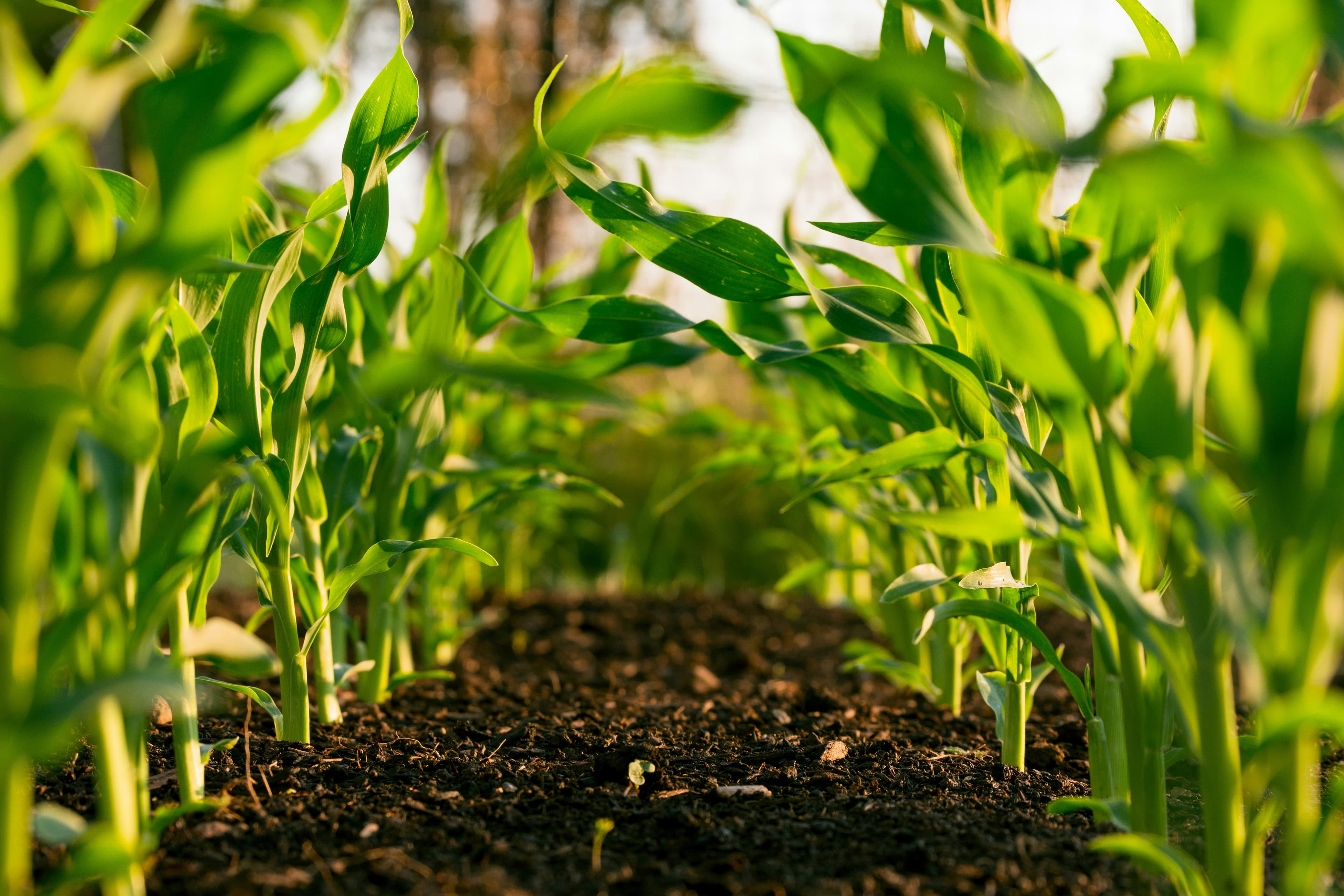 Young maize crop on Zimbabwean farmland