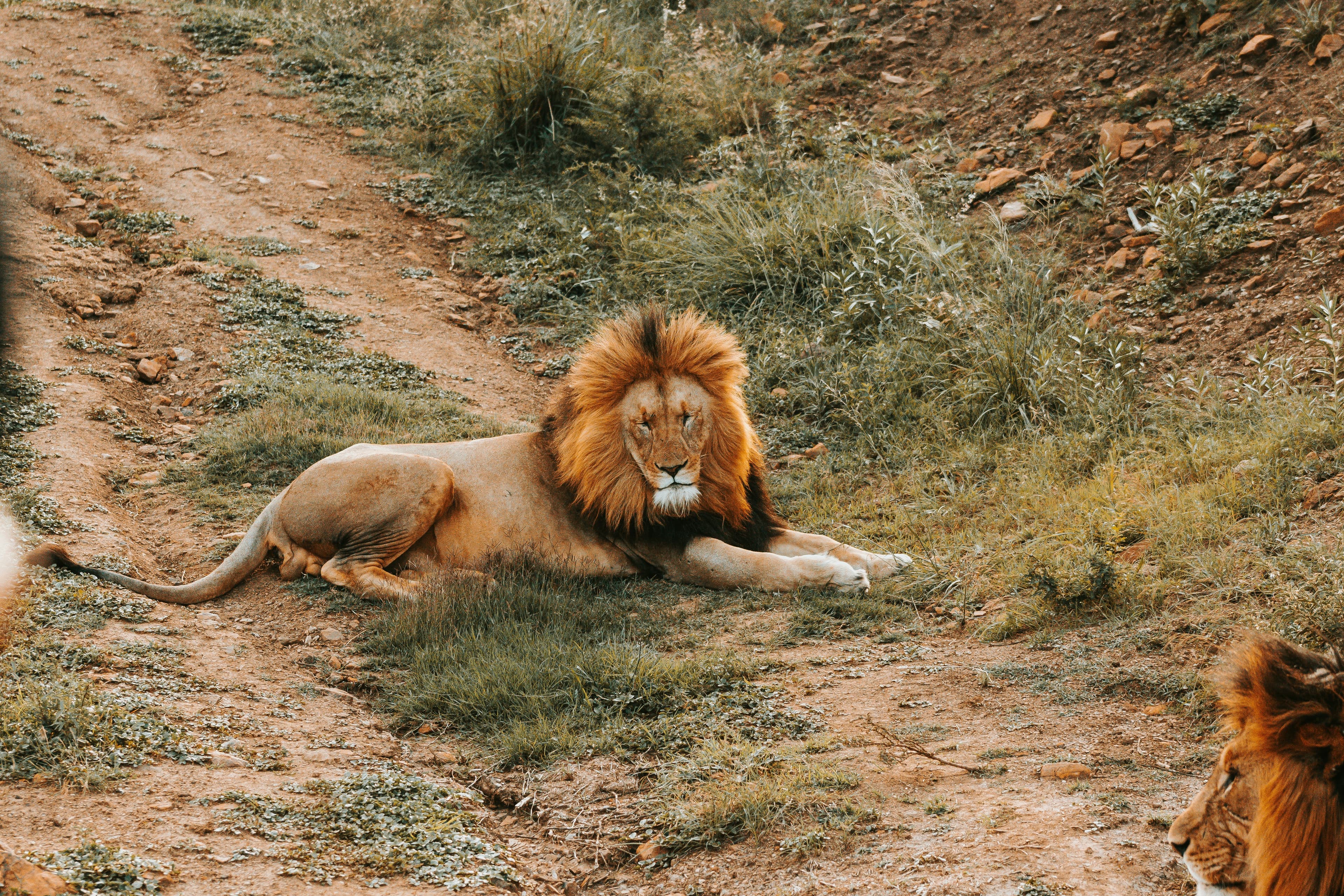 Lion resting in the Zimbabwean bush