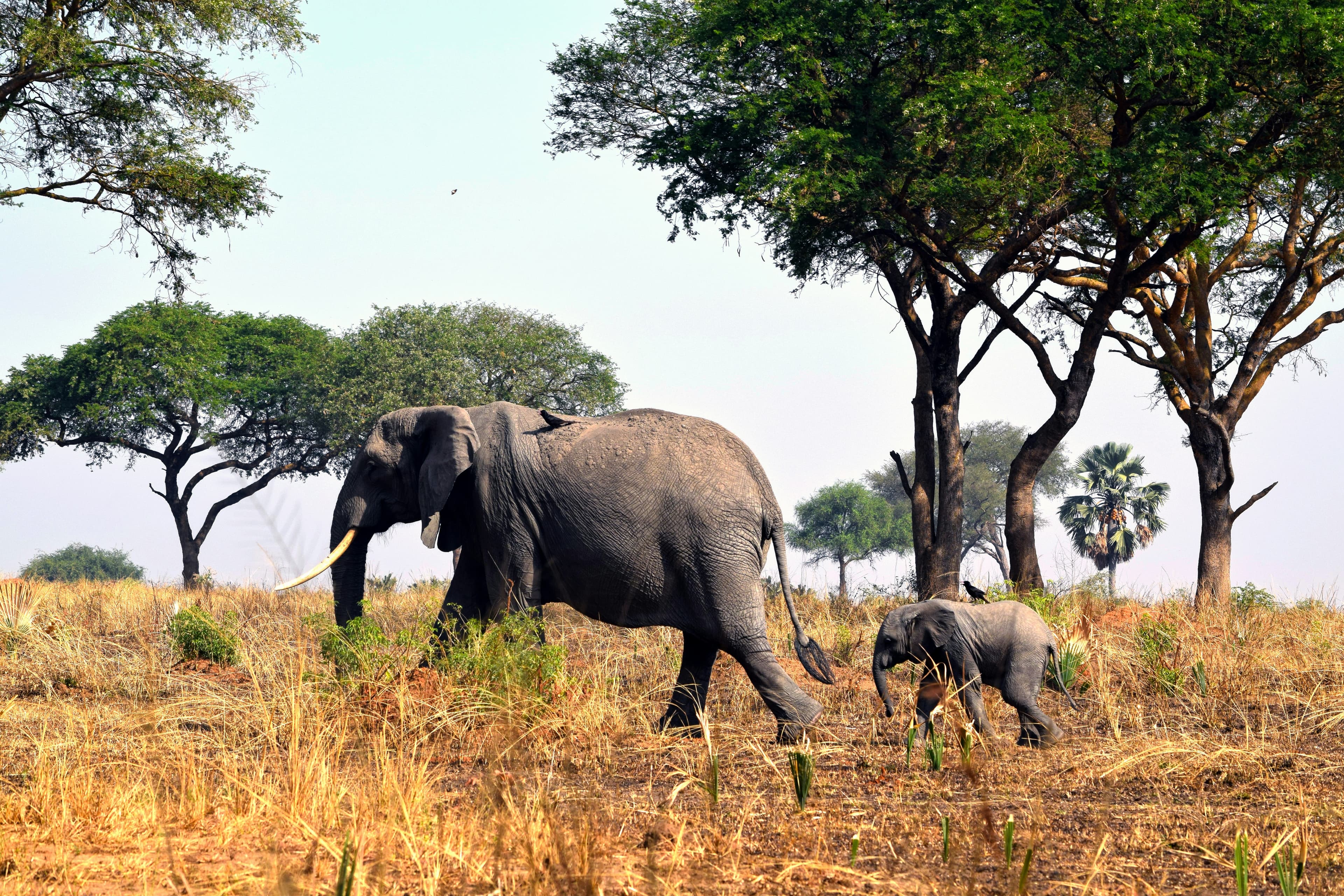 Elephants in the Zimbabwean bush